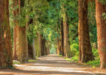 Vai agli articoli La nuova campagna online è Tree Solutions: machine learning per l’efficienza energetica (la settimana di CrowdFundMe 52/2018)