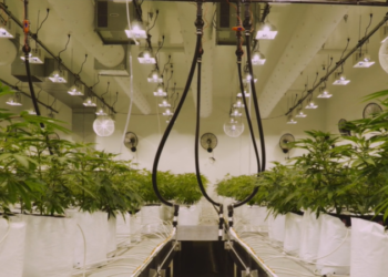 Go to article Flower Farm, il Ceo Yeates spiega le potenzialità della canapa legale!