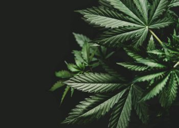 Go to article Perché investire nella canapa legale, arriva il Webinar di Flower Farm!