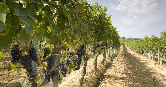 Go to article Continua l’espansione del mercato dei vini bio!