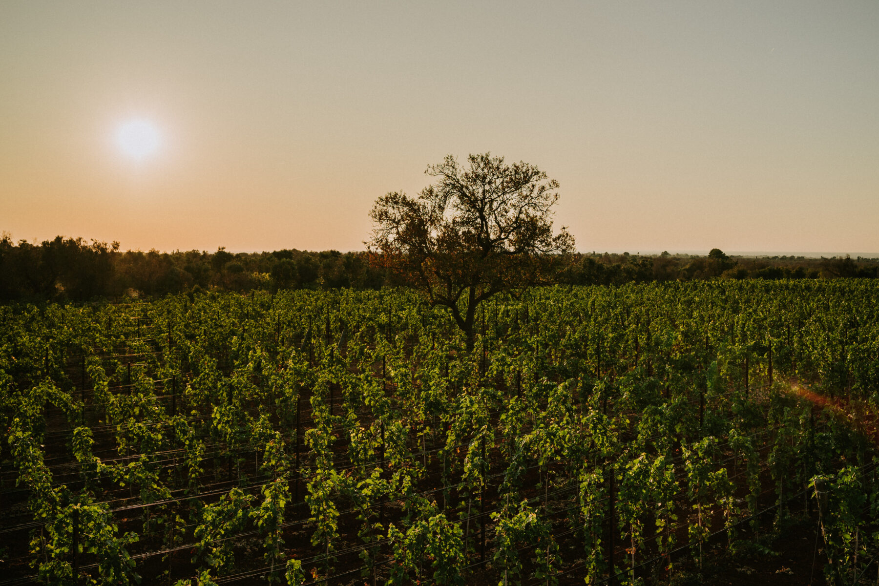 Vai agli articoli Ultimi giorni per entrare nella community di Tenuta Liliana, il produttore di vino che valorizza il Salento!